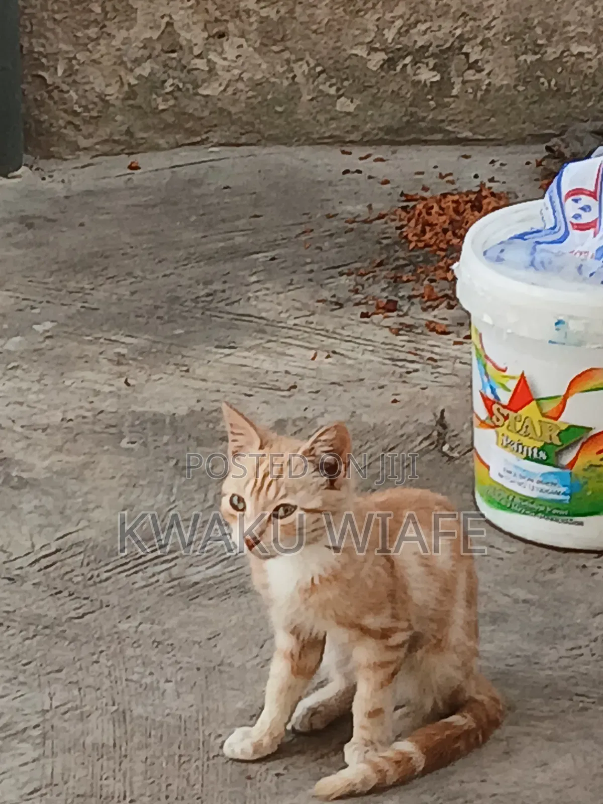 3-6 months Male Purebred American Shorthair