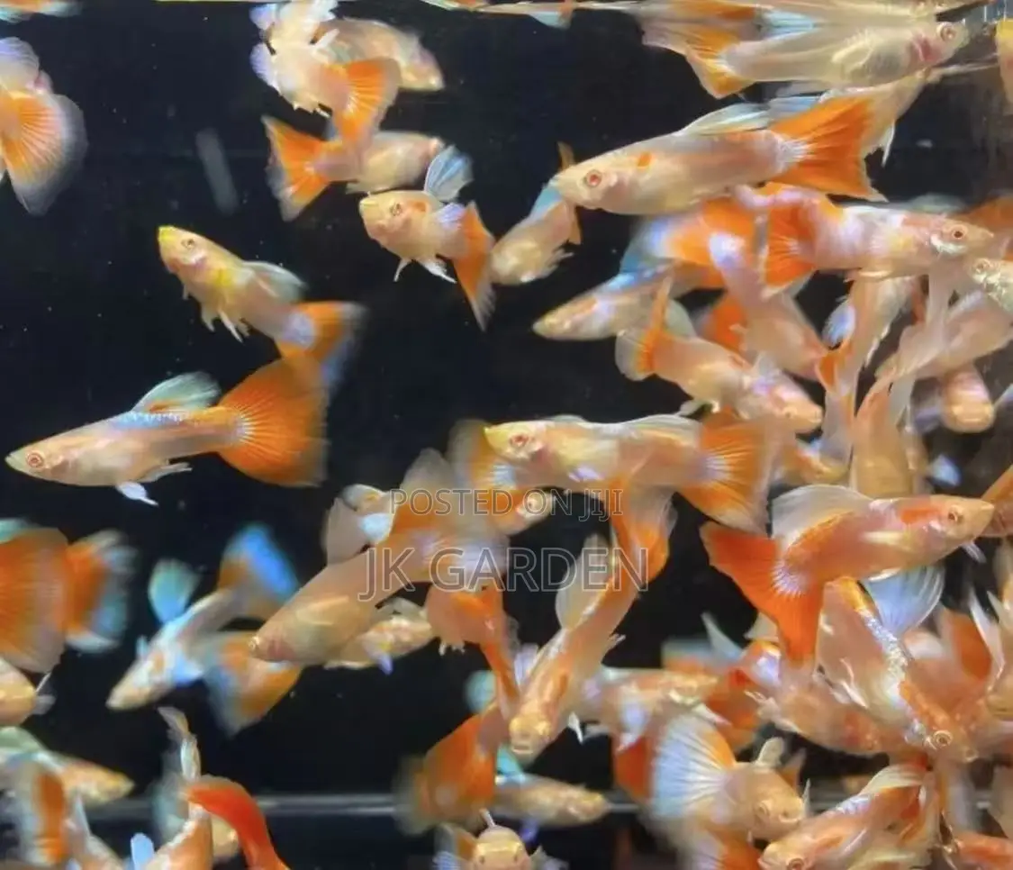 Beautiful Guppy Fish (Fiery Clouds)