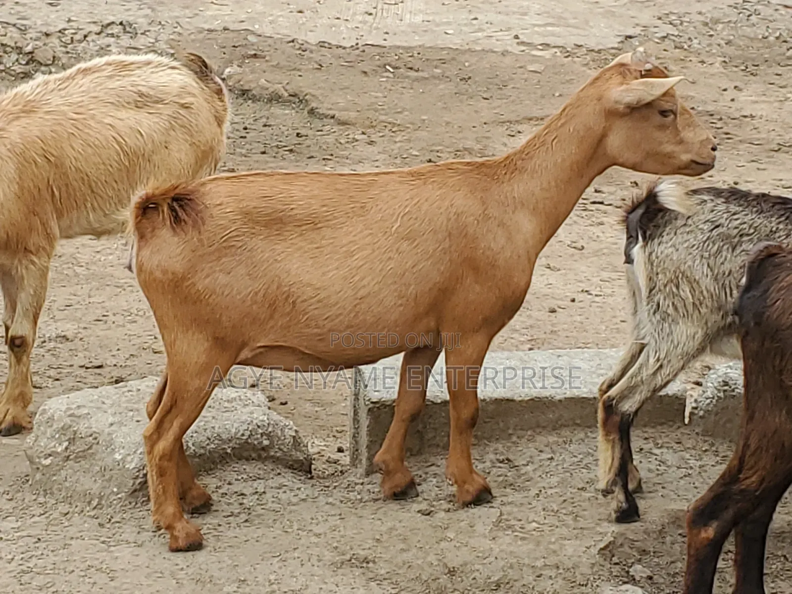 Young Healthy Female Goats