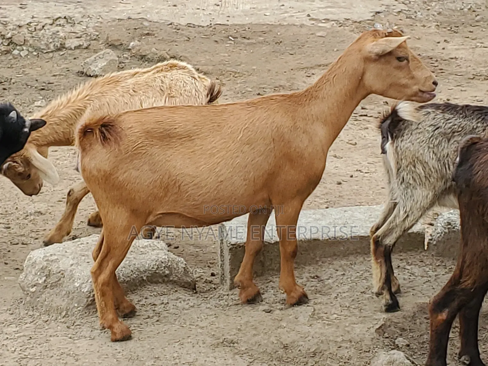 Young Healthy Female Goats