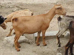 Young Healthy Female Goats