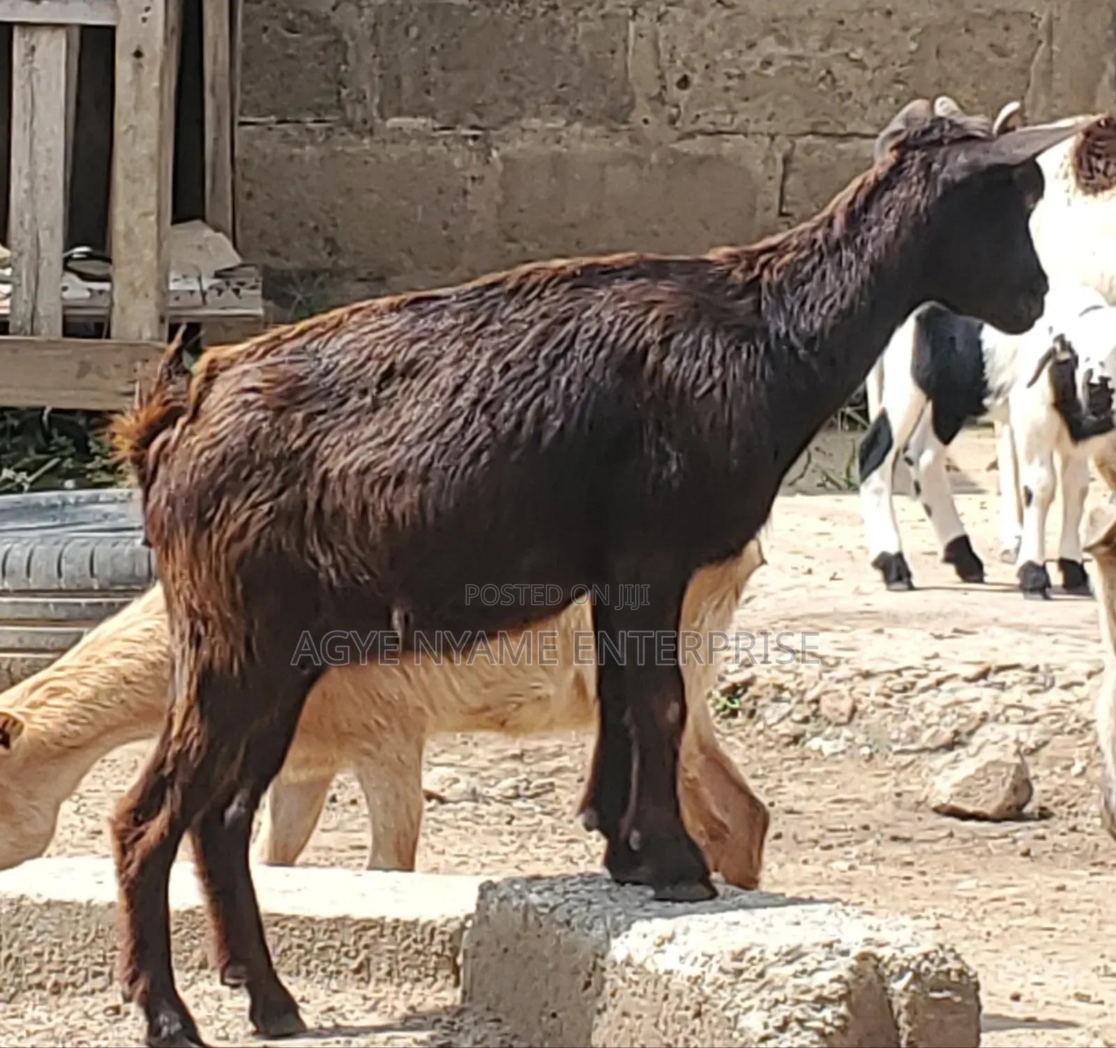 Young Healthy Female Goats