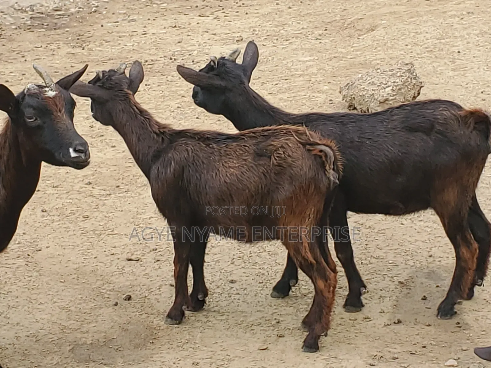 Young Healthy Female Goats