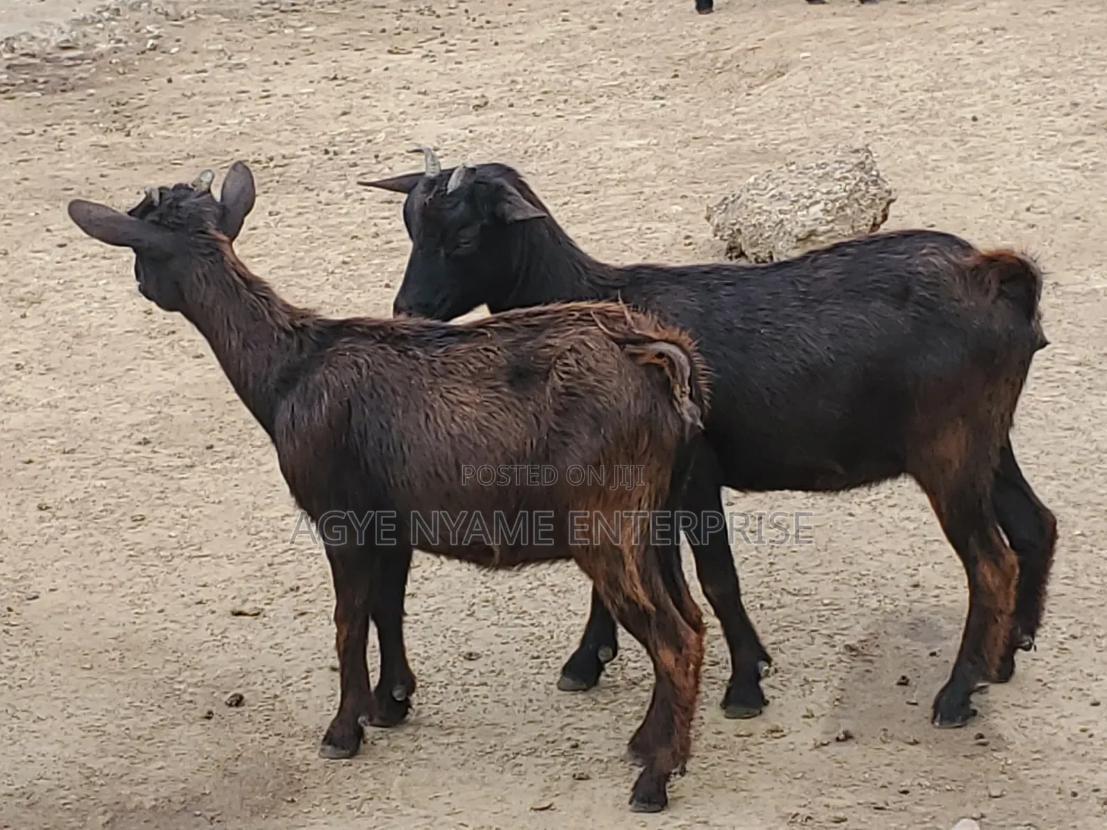 Young Healthy Female Goats