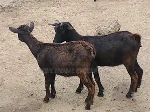 Young Healthy Female Goats