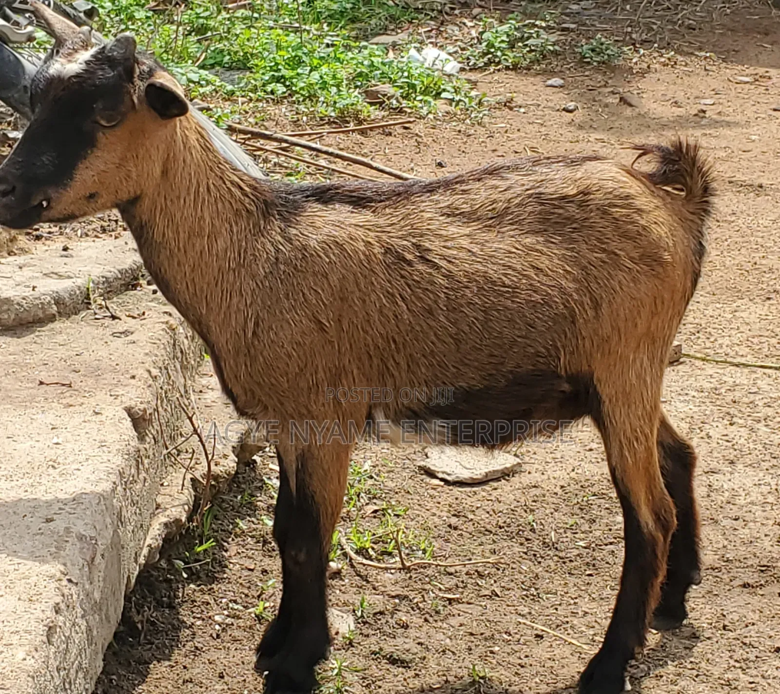 Young Healthy Female Goats