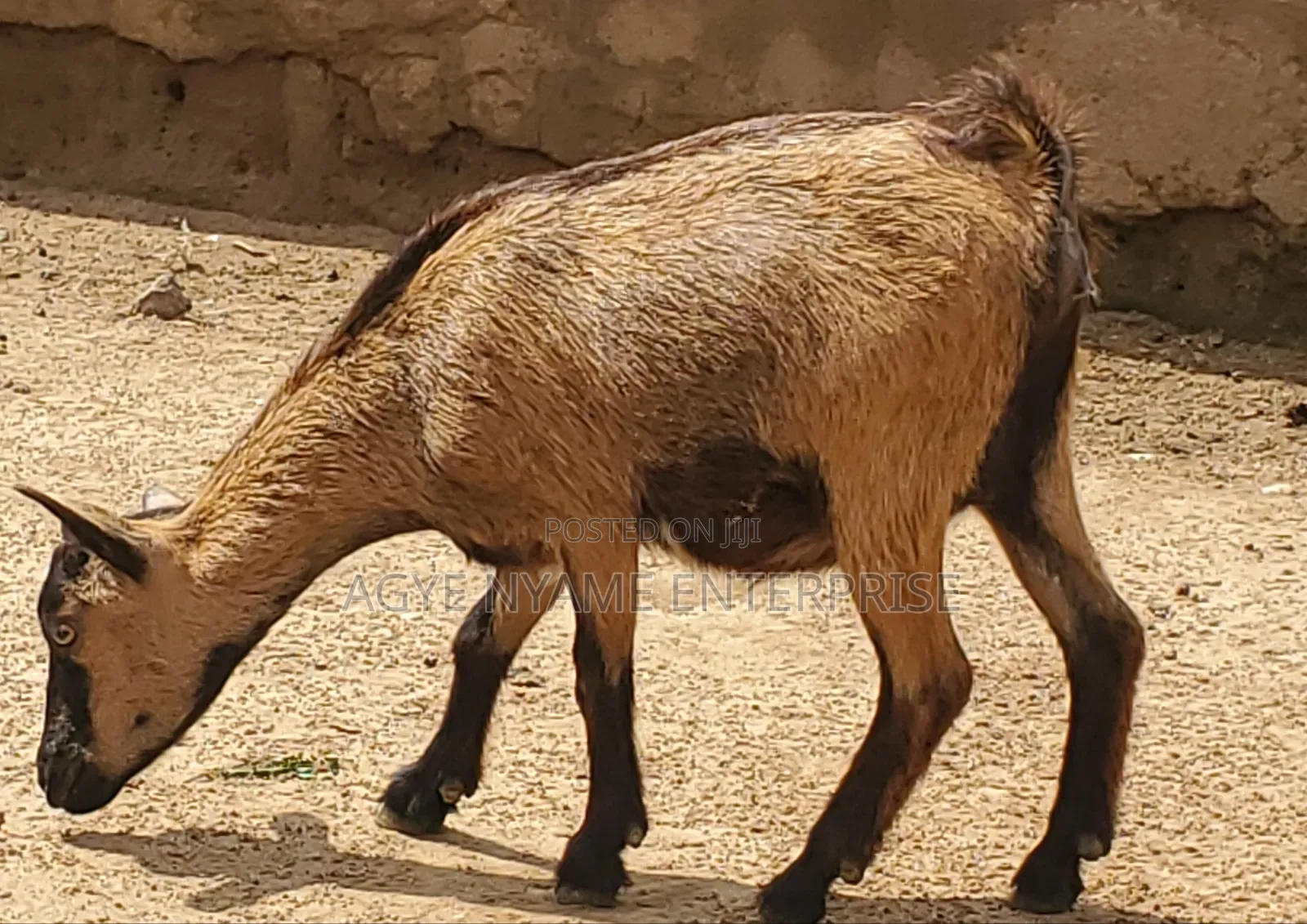 Young Healthy Female Goats