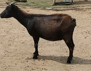 Pregnant Matured Goats