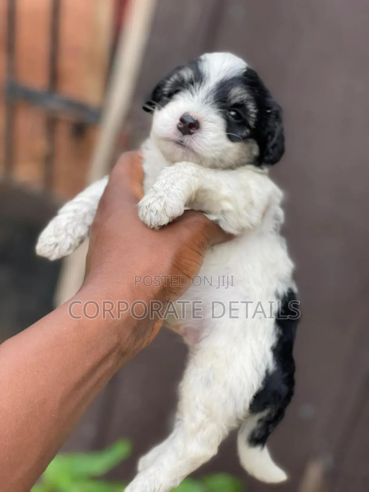 1-3 months Male Purebred Poodle