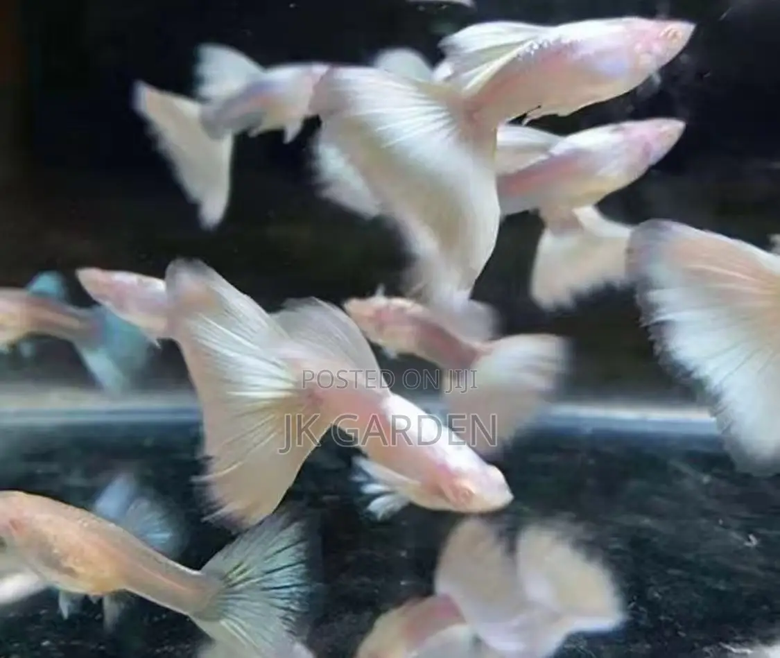 Beautiful Guppy Fish (White Dress)