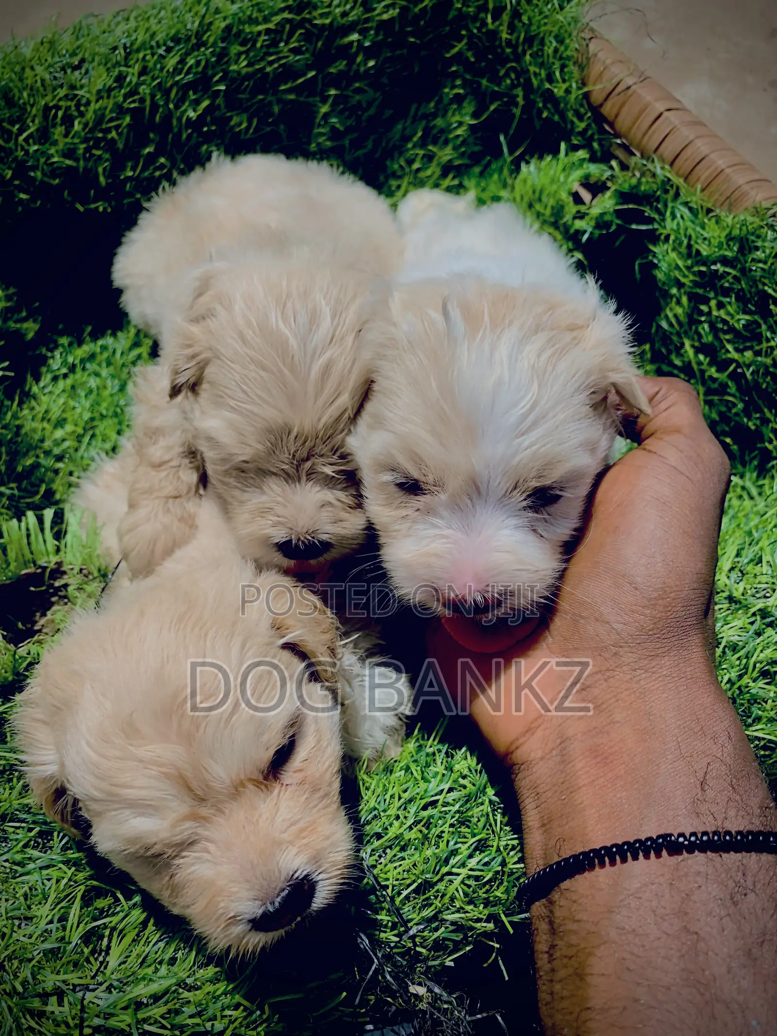 1-3 months Female Purebred Poodle