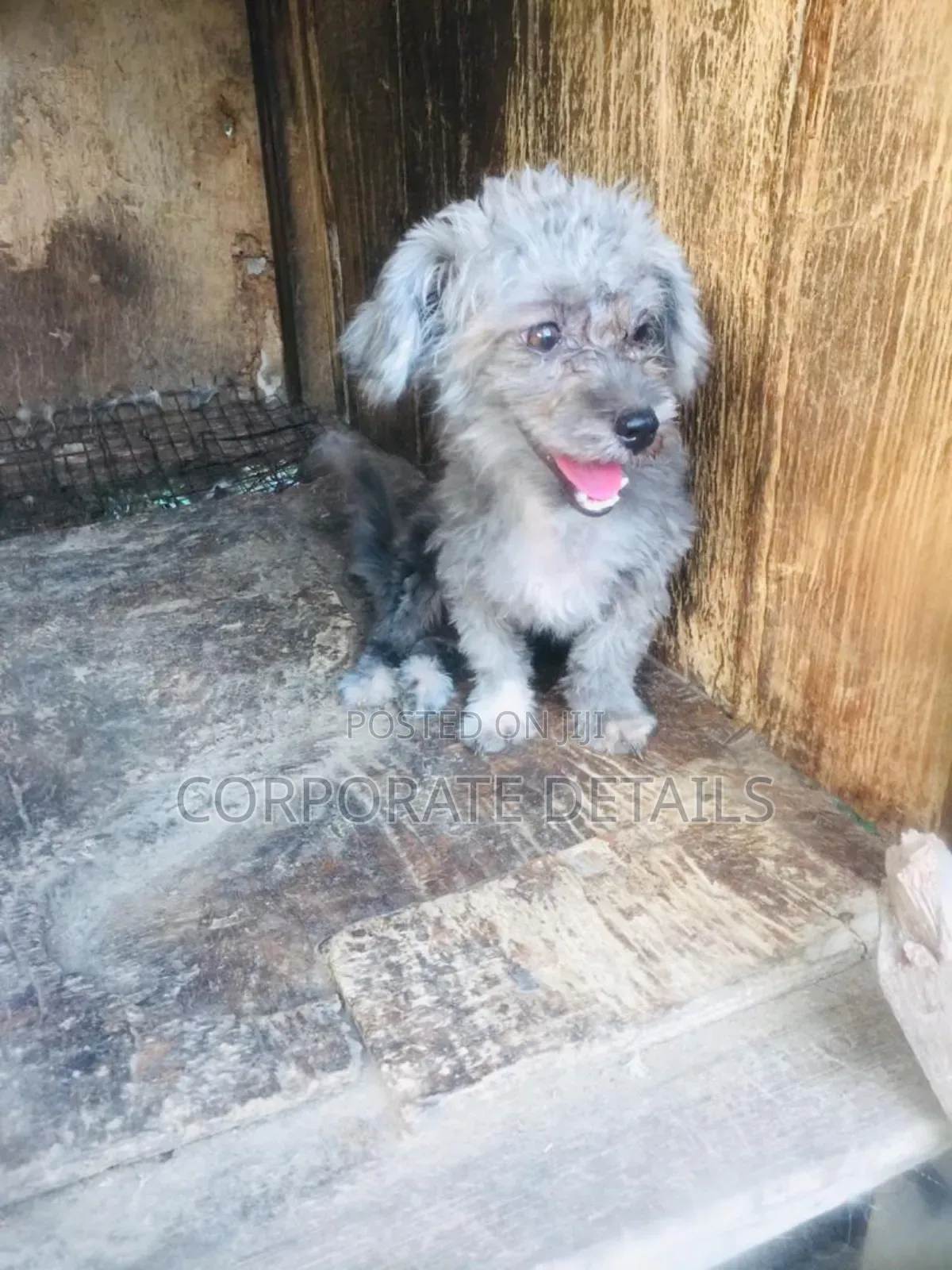 1-3 months Female Purebred Poodle