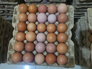 Eggs Available for Sale