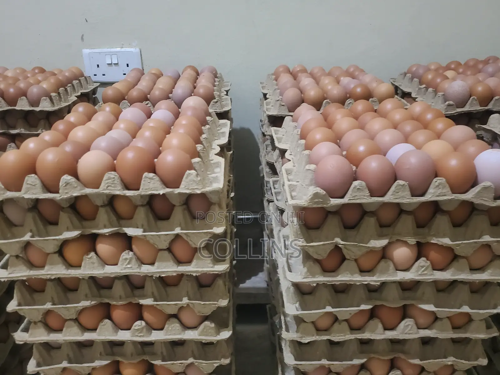 Eggs Available for Sale