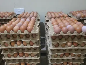 Eggs Available for Sale