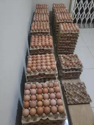 Eggs Available for Sale