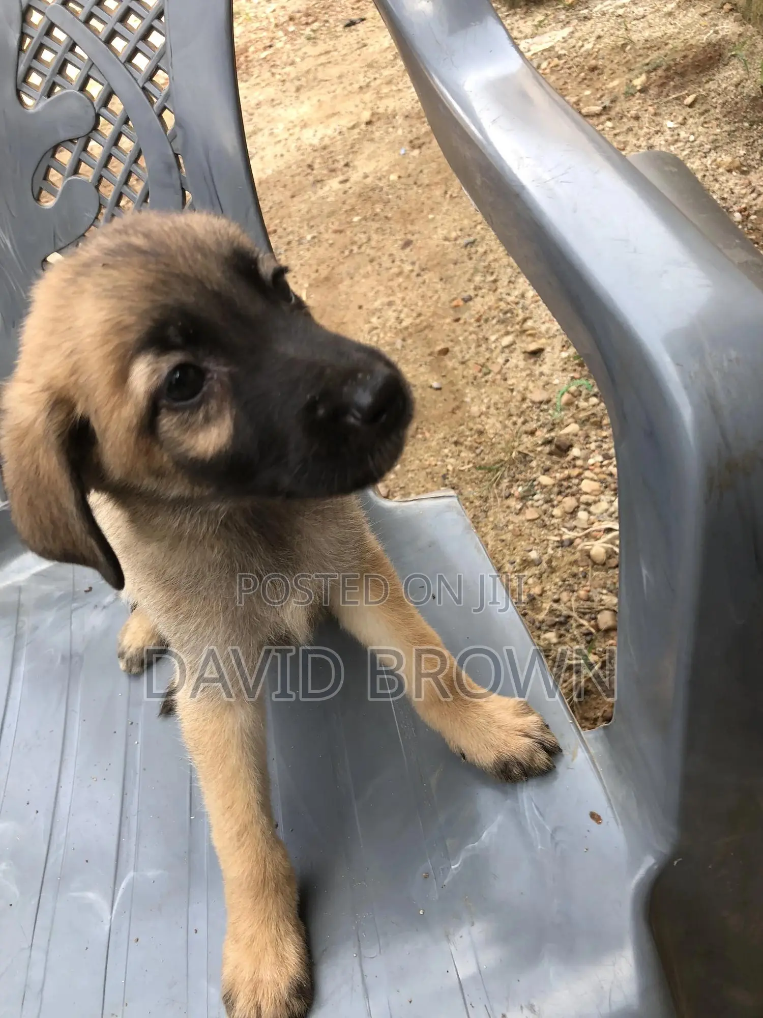 1-3 months Female Mixed Breed German Shepherd
