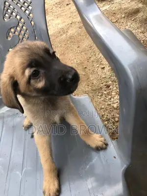 1-3 months Female Mixed Breed German Shepherd