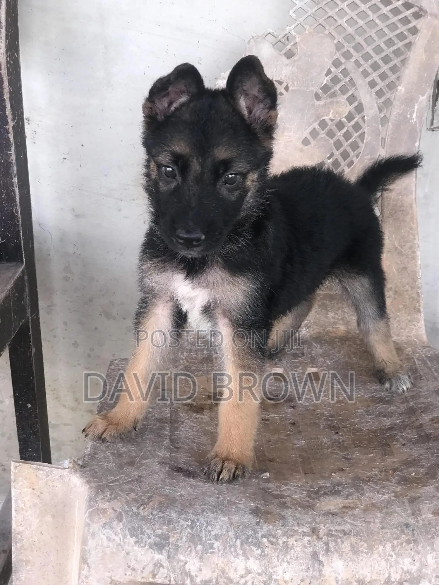 1-3 months Female Mixed Breed German Shepherd
