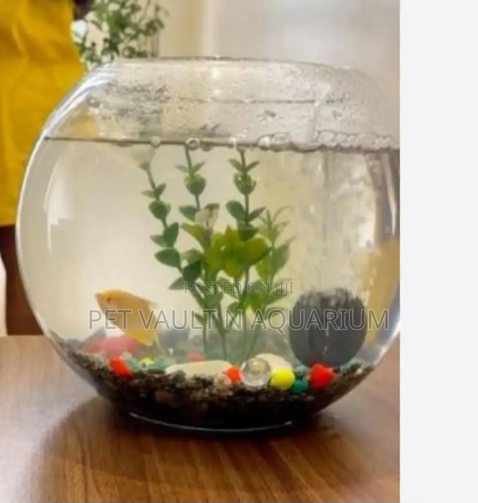 Fish Bowl Package
