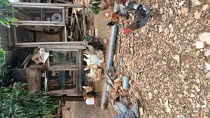 2026 Broilers and Chickens