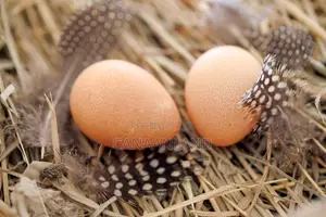 Turkeys, Guinea Fowls, Ducks and Hybrid/Local Chiken Fertile Eggs