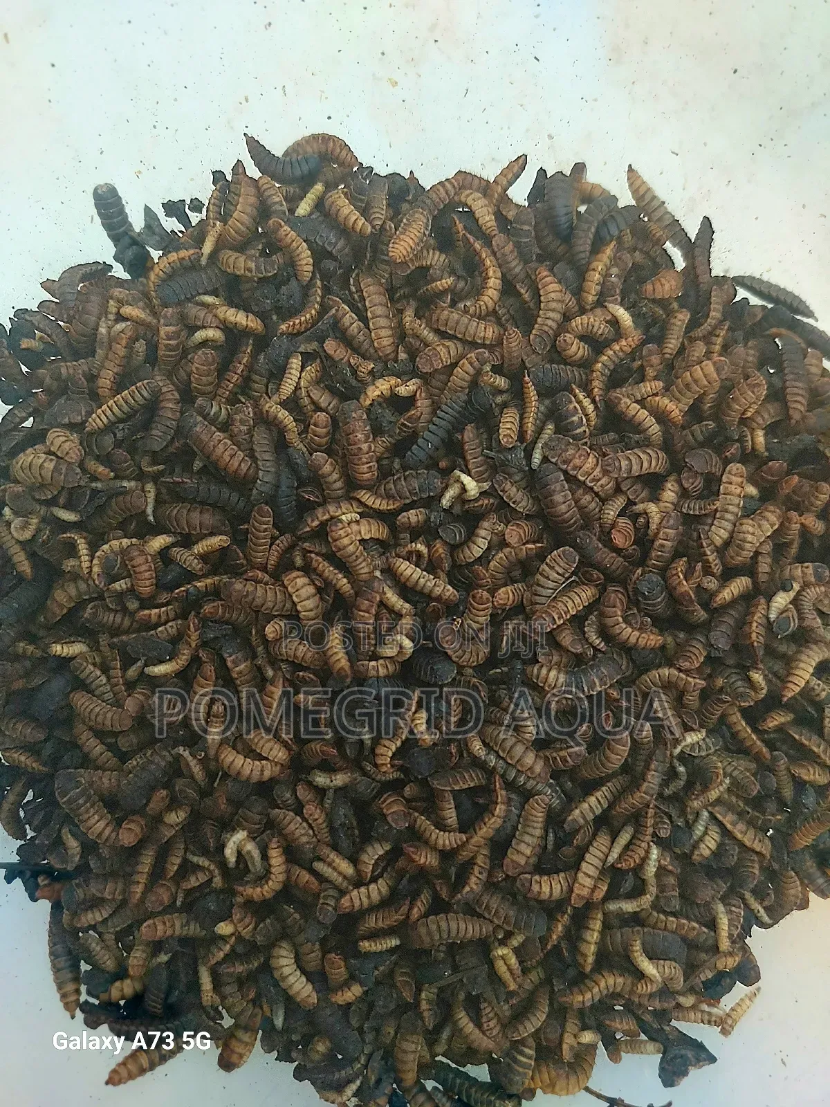 Catfish And Tilapia Fingerlings