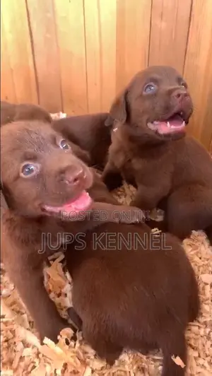 1-3 months Female Purebred Labrador Retriever