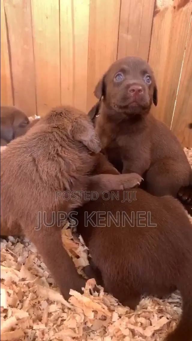 1-3 months Female Purebred Labrador Retriever