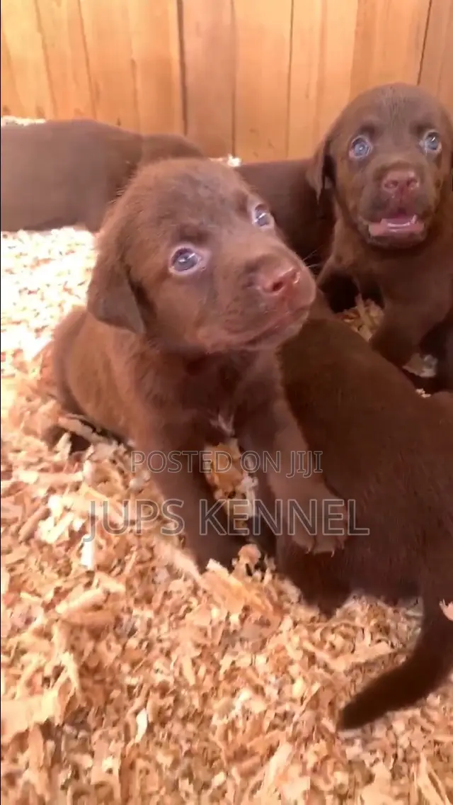 1-3 months Female Purebred Labrador Retriever