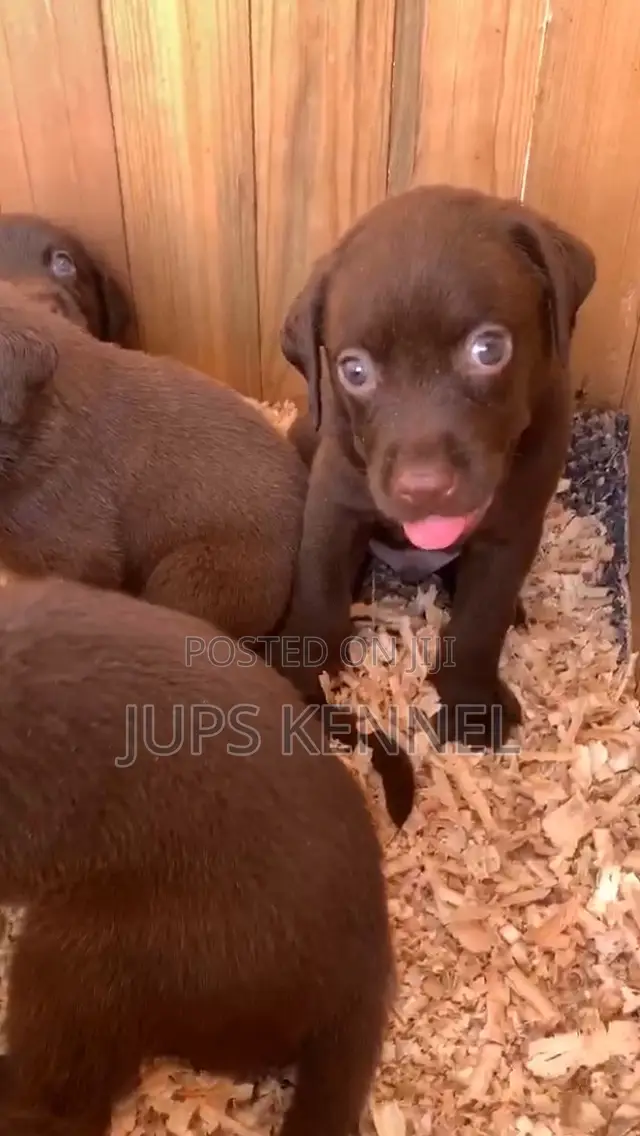 1-3 months Female Purebred Labrador Retriever