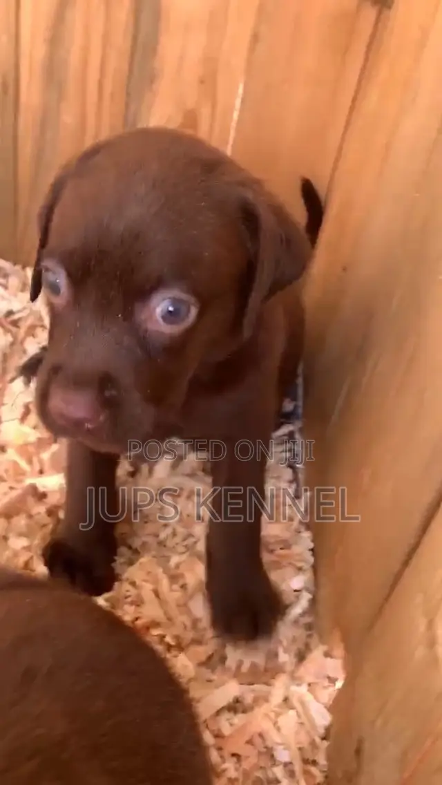 1-3 months Female Purebred Labrador Retriever