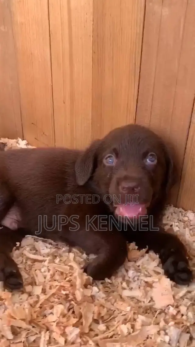 1-3 months Female Purebred Labrador Retriever