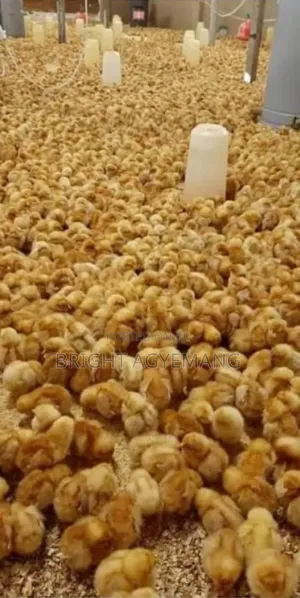 Lohmann Brown Day Old Chicks