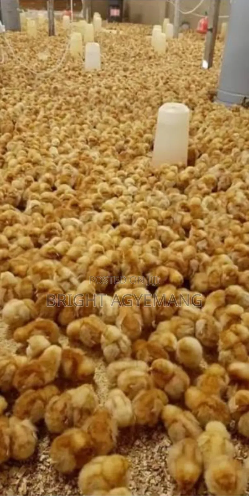 Lohmann Brown Day Old Chicks