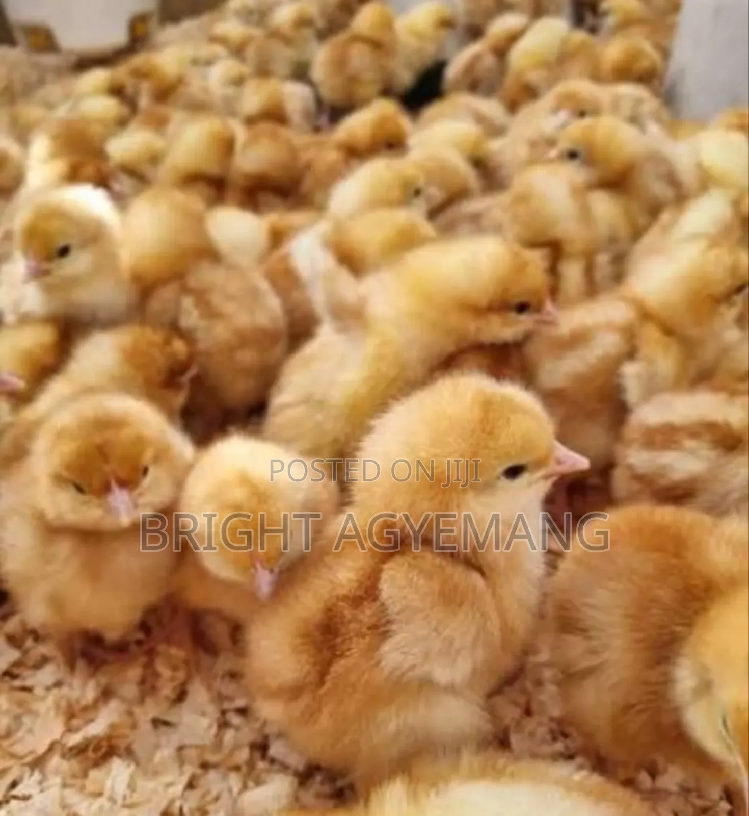 Lohmann Brown Day Old Chicks