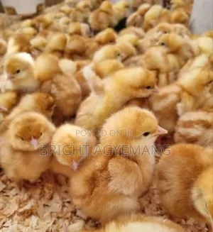 Lohmann Brown Day Old Chicks