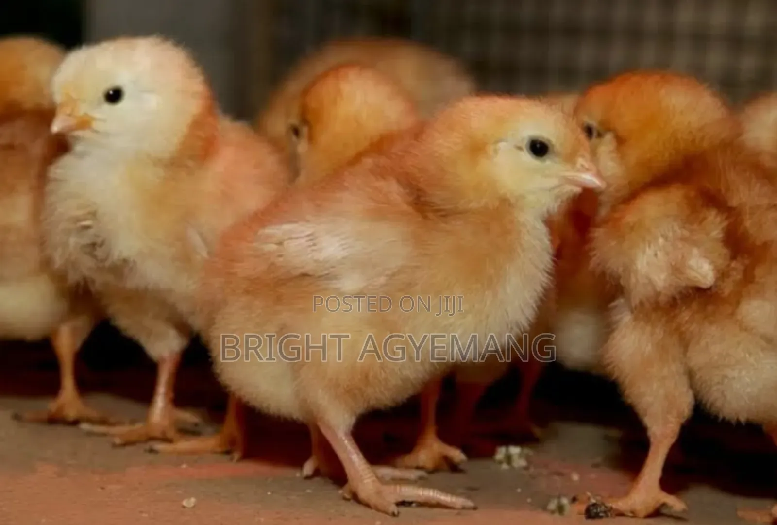 Lohmann Brown Day Old Chicks