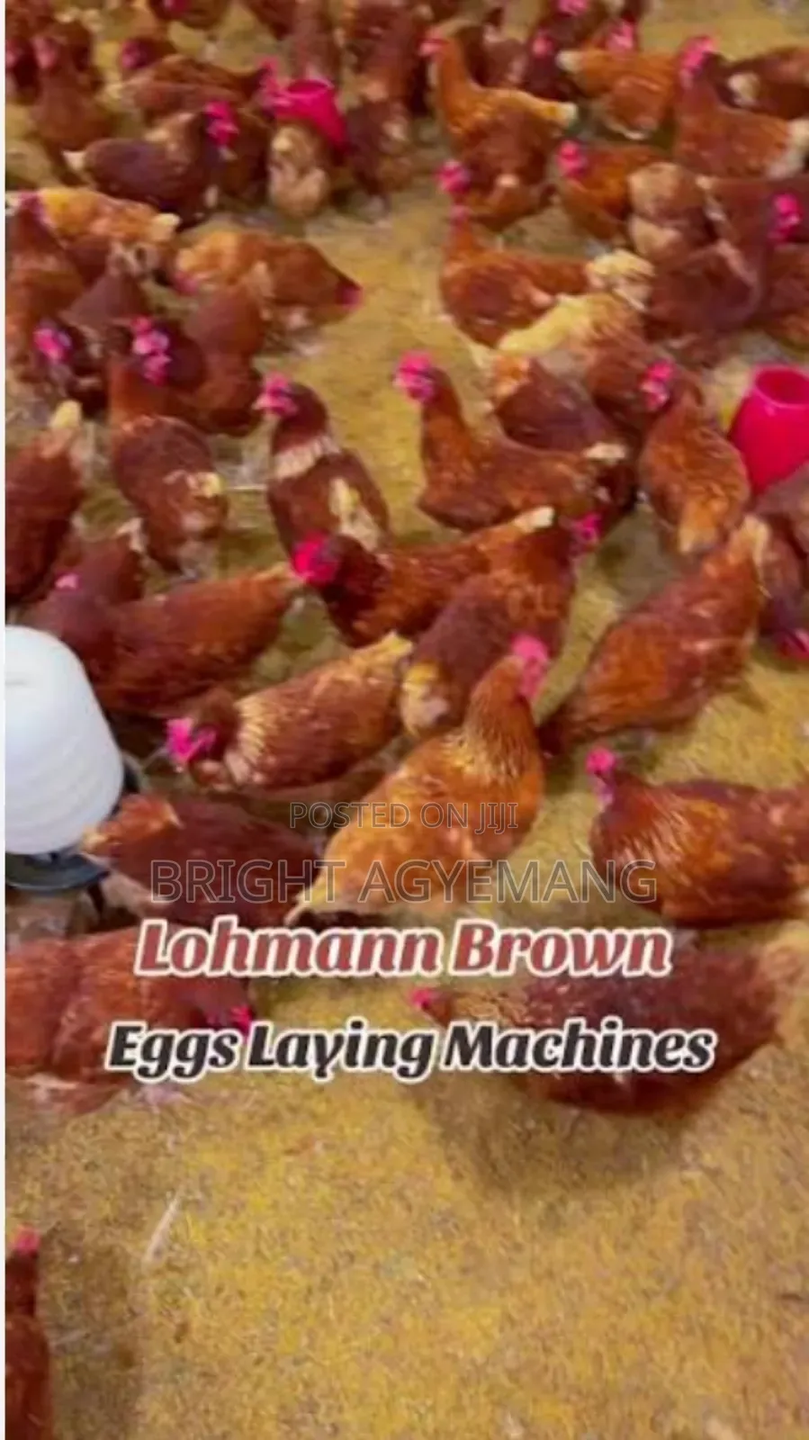 Lohmann Brown Day Old Chicks