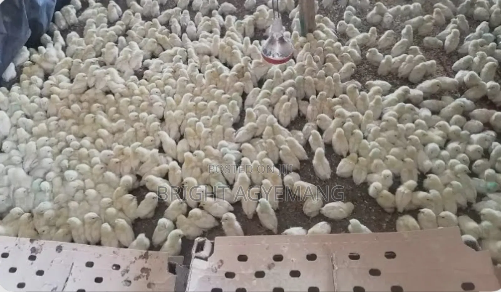 Lohmann White Day Old Chicks