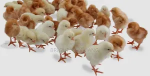 Lohmann White Day Old Chicks