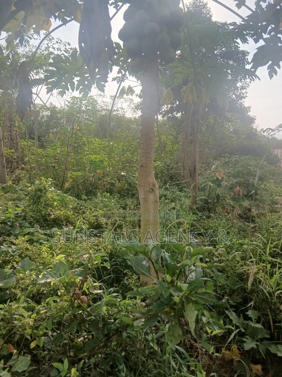Land for Sale in Hohoe