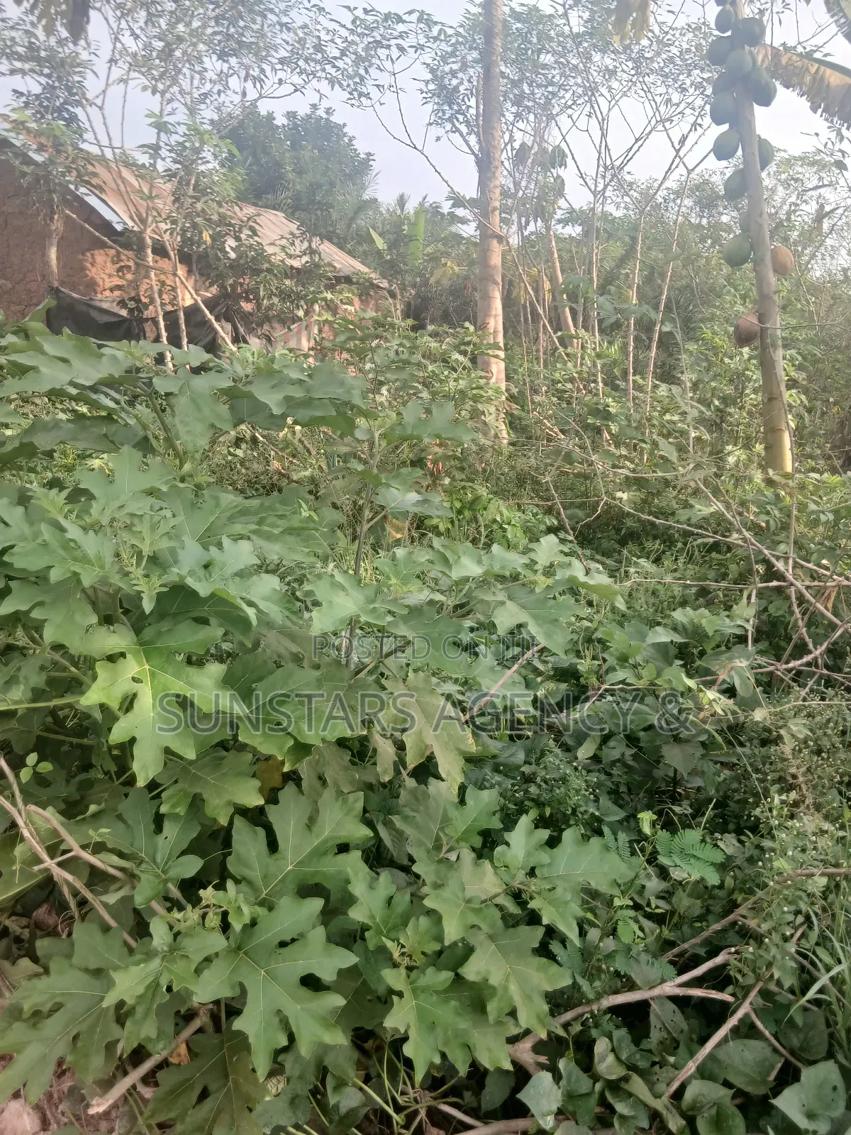 Land for Sale in Hohoe
