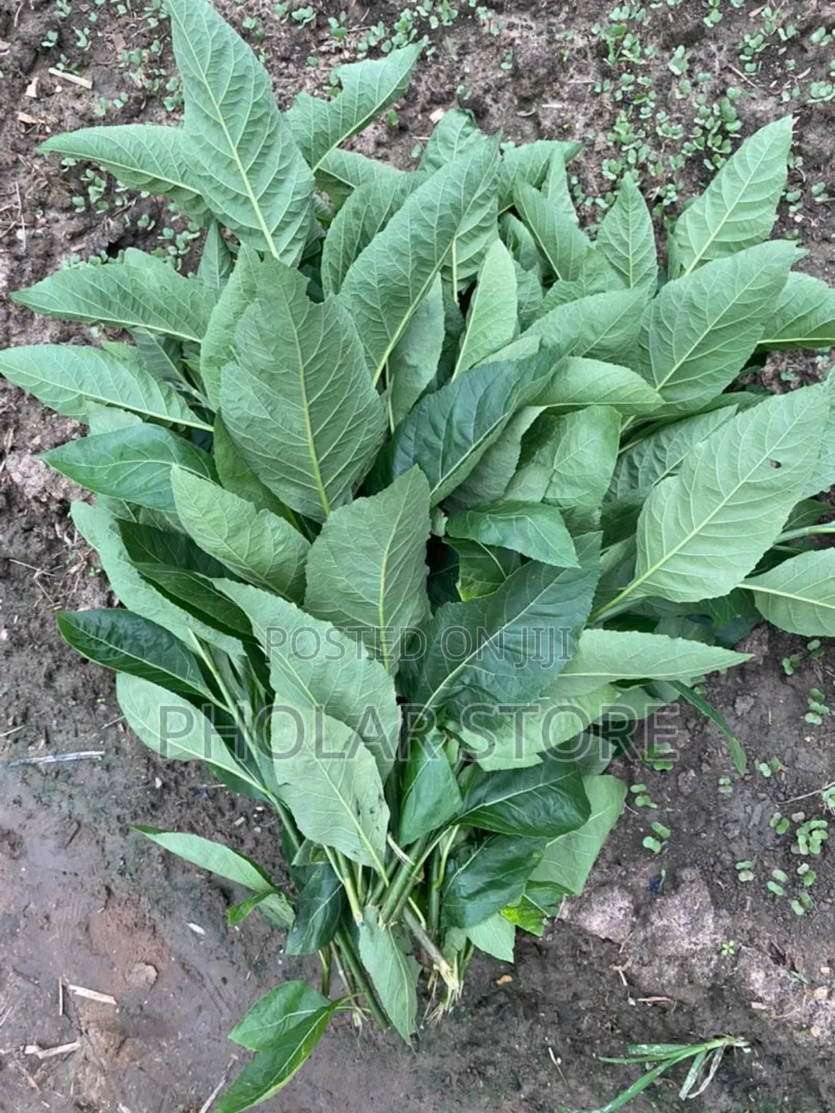 Fresh And Dried Herbs (Plants ) Are Available