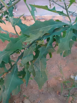 Fresh And Dried Herbs (Plants ) Are Available
