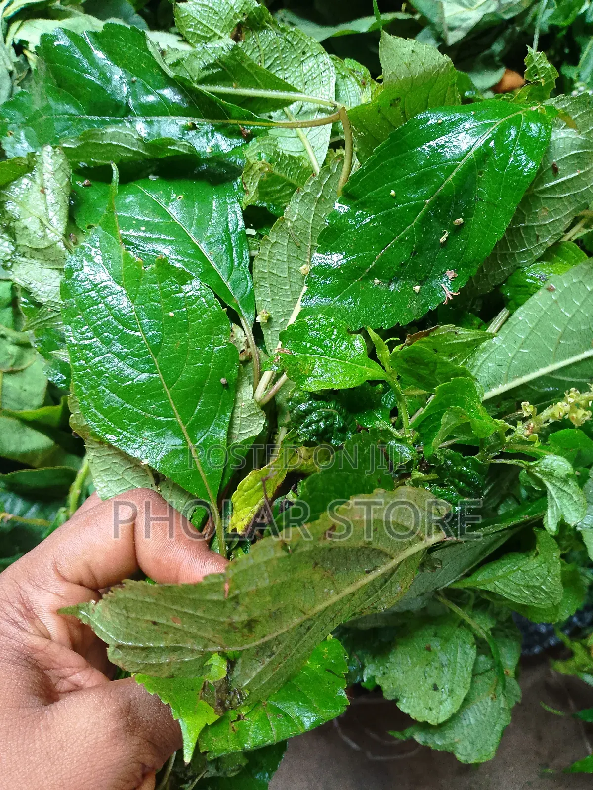 Fresh And Dried Herbs (Plants ) Are Available