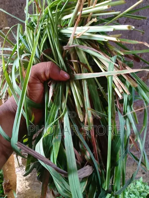 Fresh And Dried Herbs (Plants ) Are Available