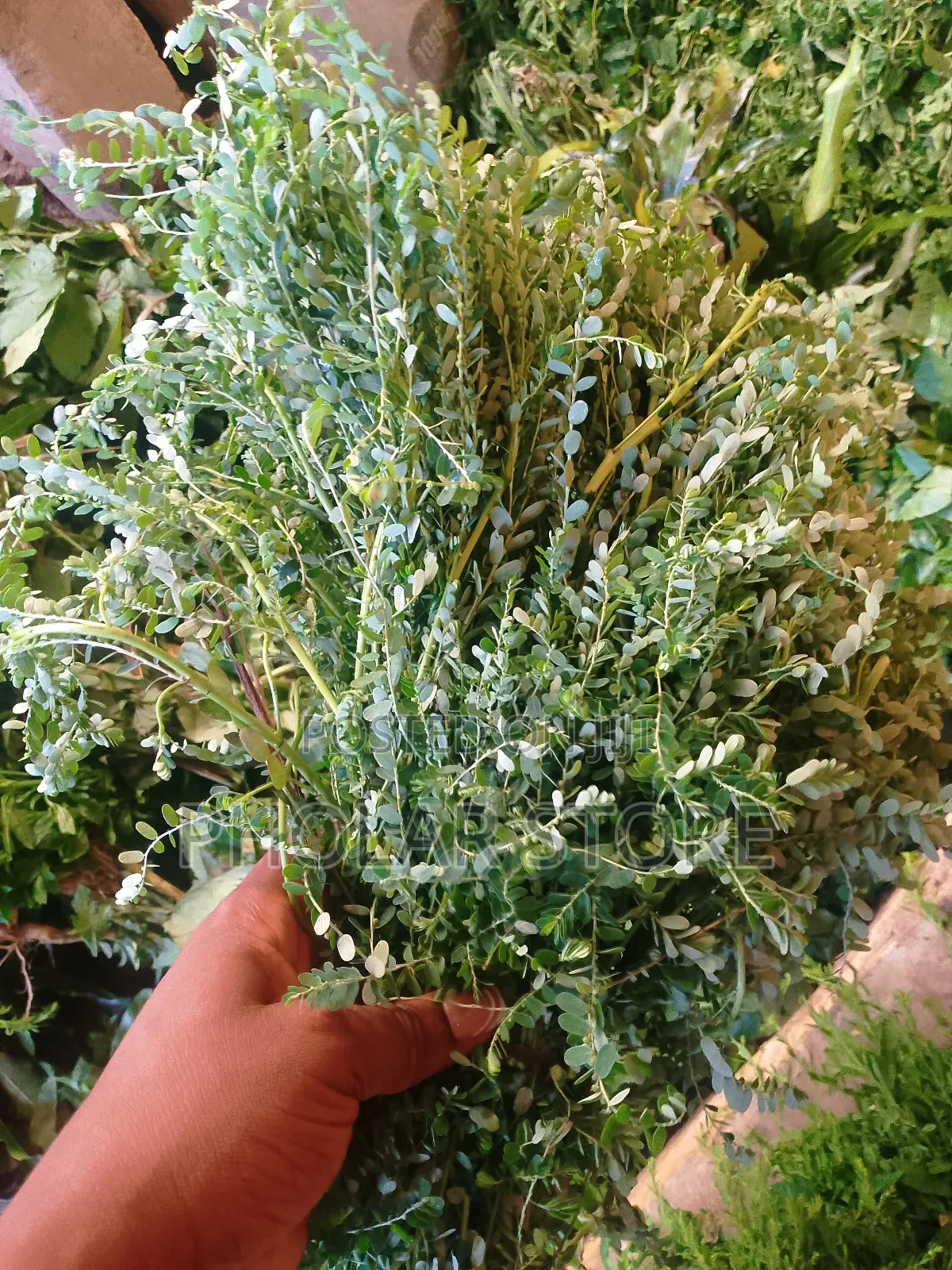 Fresh And Dried Herbs (Plants ) Are Available