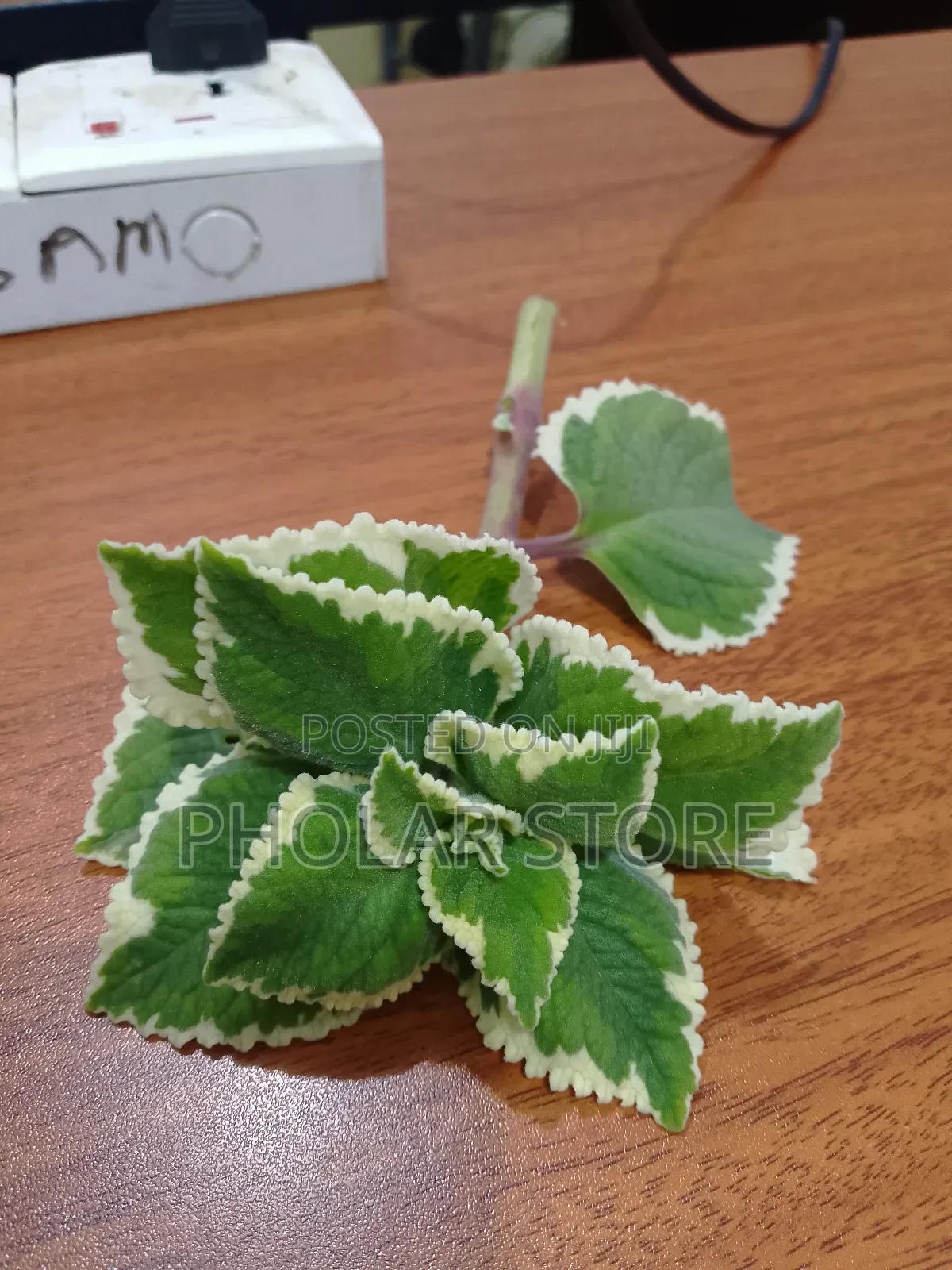 Fresh And Dried Herbs (Plants ) Are Available