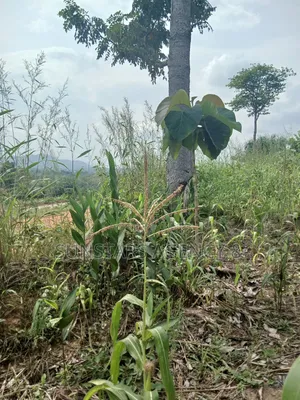 Roadside Land for Sale in Hohoe